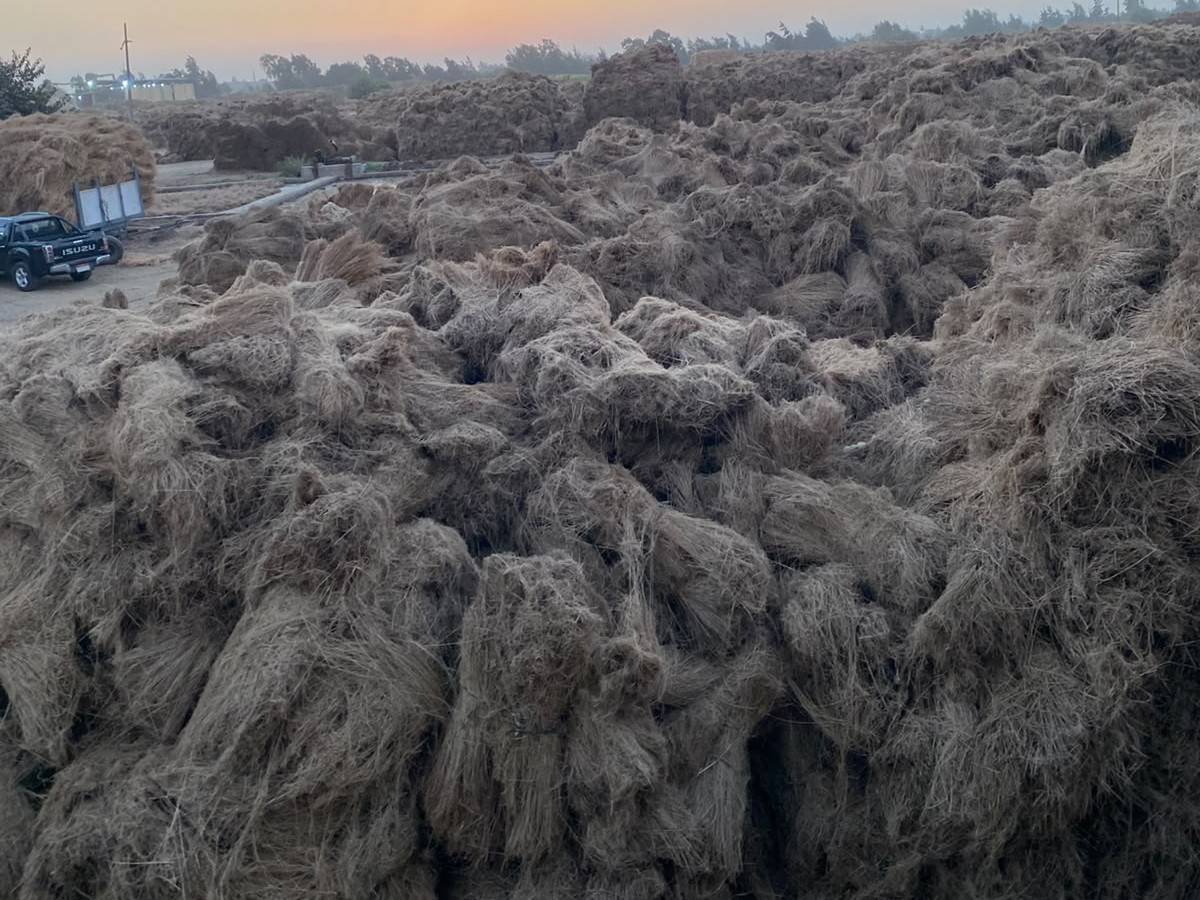 Flax heaped in the open at dusk