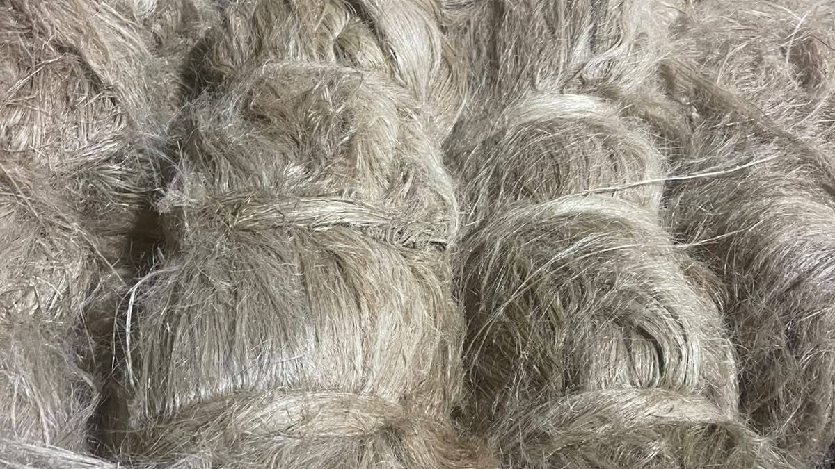 Hackled long flax fibre, close up