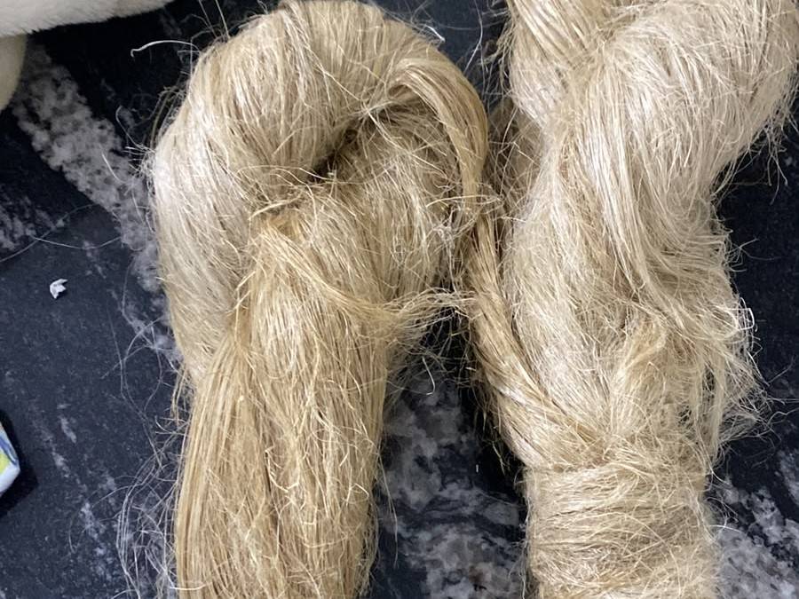 Two hanks of hackled long flax fibre