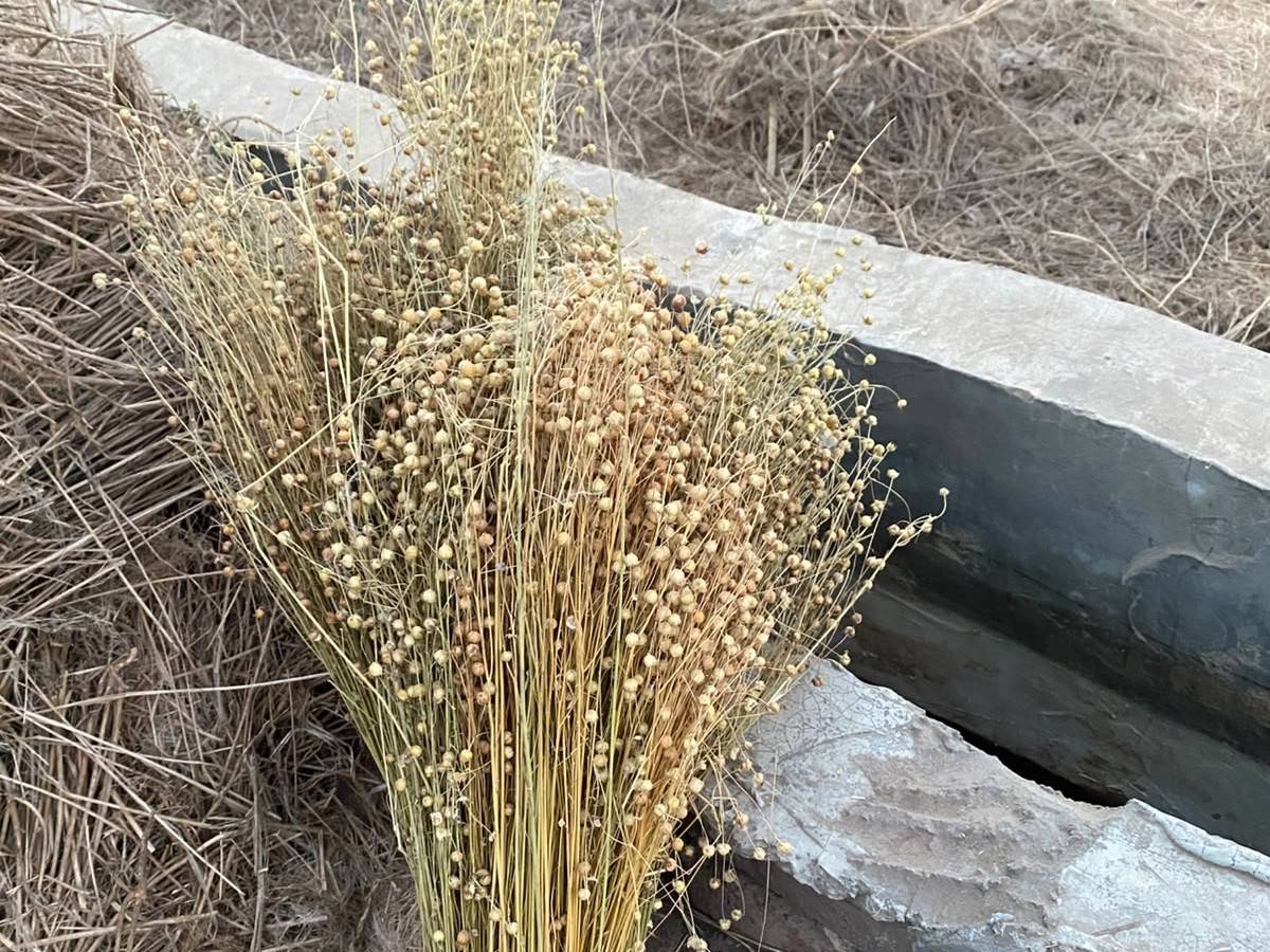 A bundle of harvested flax stems with seed heads