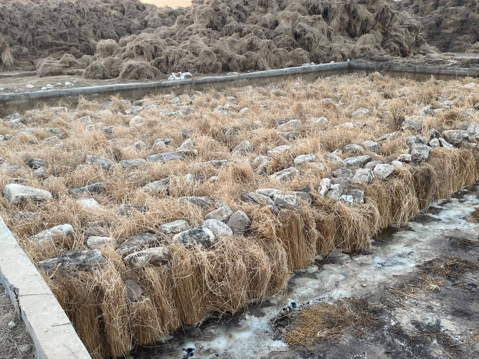 Flax stems laid in a water retting pond